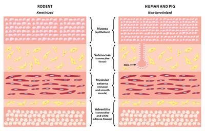 OEsophageal Ion Transport Mechanisms and Significance Under Pathological Conditions